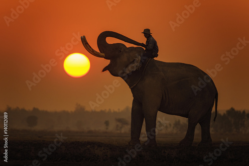 elephant at safari