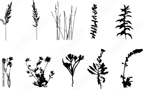 plants