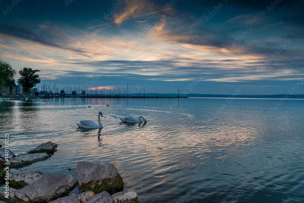Fototapeta premium Swans on the lake Balaton in the night sky.