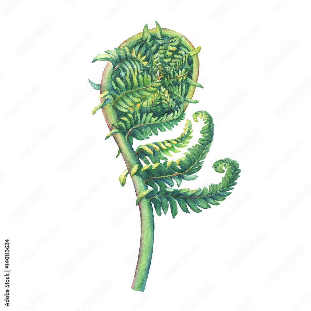 A fern unrolling a young frond. Polypodiopsida. Hand drawn watercolor painting on white background. A fern unrolling a young frond. Polypodiopsida. Hand drawn watercolor painting on white background.