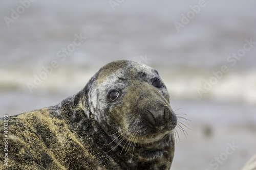 Sad looking seal with puppy eyes