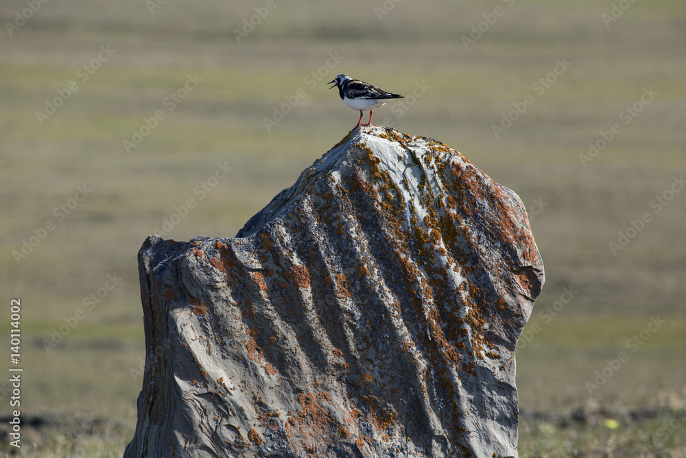 Fotografie Sandpiper standing on a stone slab