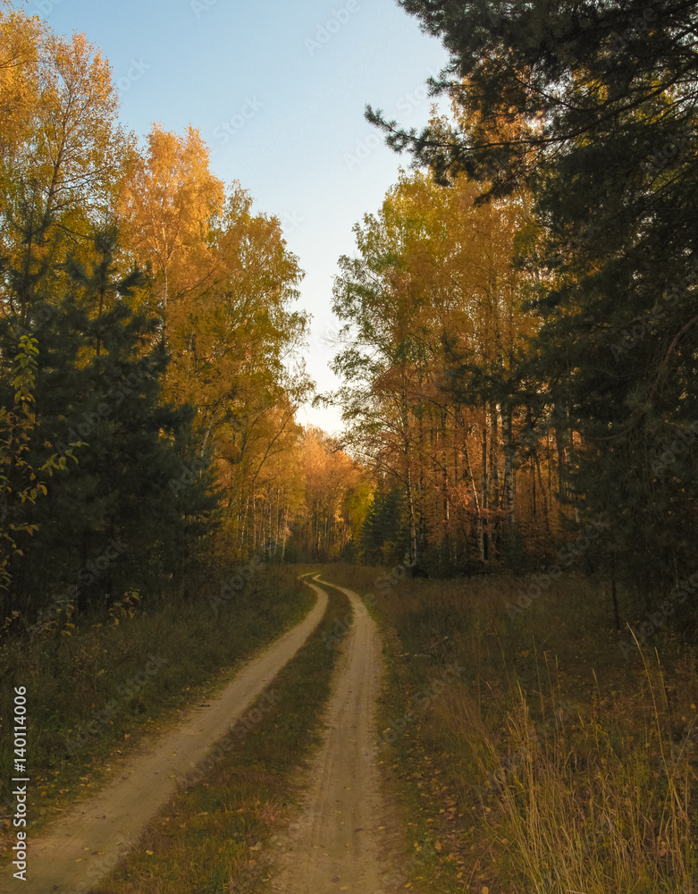 Obraz premium Autumn forest