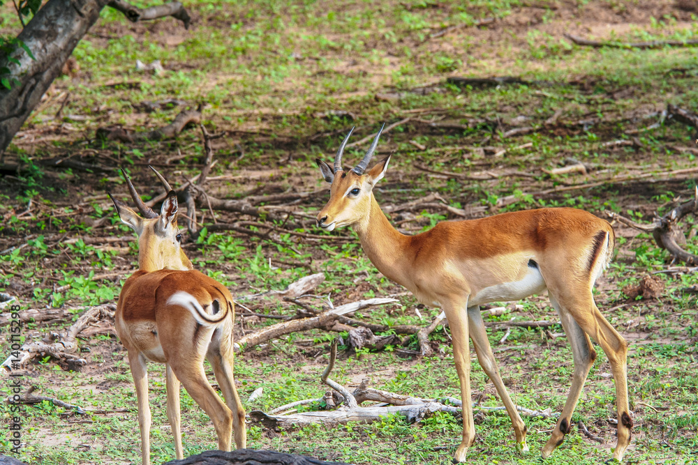 The impalas (Aepyceros melampus) in Chobe Park, Botswana The impalas (Aepyceros melampus) in Chobe Park, Botswana