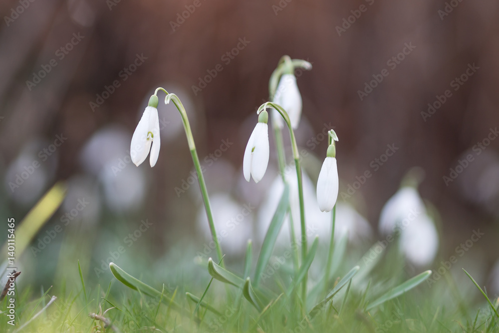 Snowdrops at ground level with shallow depth of field and blurred foreground and background Snowdrops at ground level with shallow depth of field and blurred foreground and background