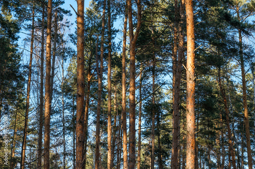 sunny day in a pine forest