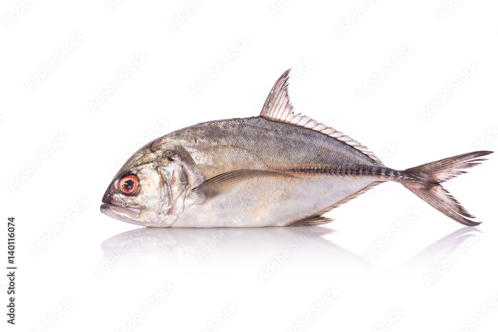 Giant trevally, Giant kingfish or Caranx. Studio shot isolated on white Giant trevally, Giant kingfish or Caranx. Studio shot isolated on white