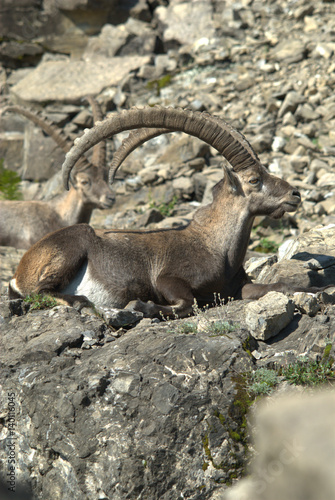 Steinbock beim liegen