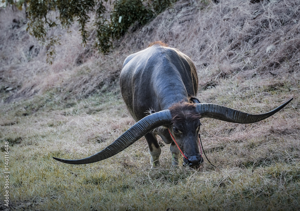 Obraz premium Thai Buffalo portrait, and buffalo long horn