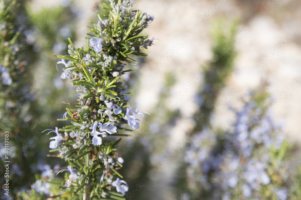 Rosemary camphor wild plant (Rosemarinus officinalis) Rosemary camphor wild plant (Rosemarinus officinalis)
