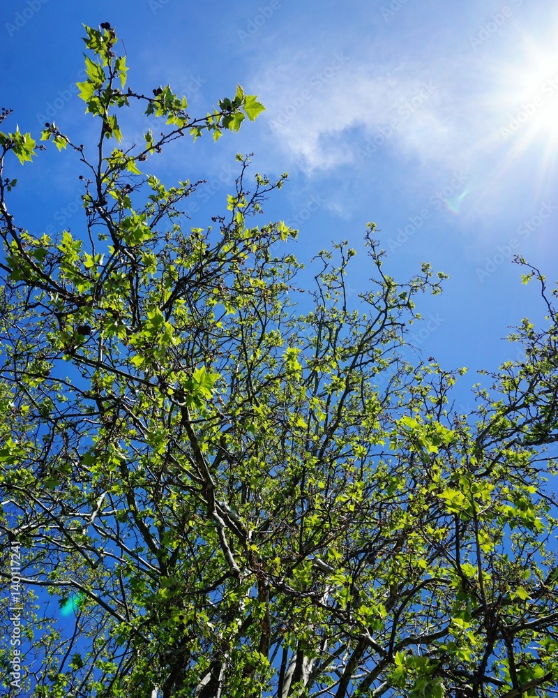 Fototapeta premium Zürich im Frühling, Schweiz