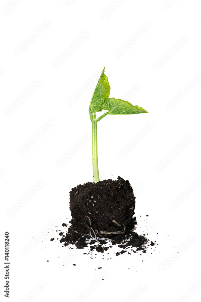 custom made wallpaper toronto digitalThe young plant grows from the ground