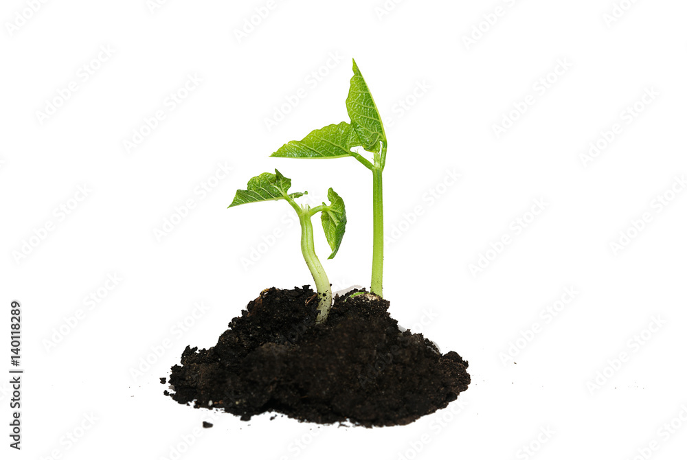 custom made wallpaper toronto digitalThe young plant grows from the ground