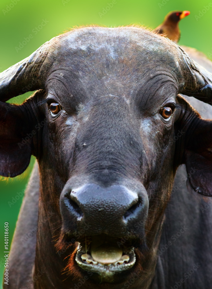 Cape buffalo at close range staring at camera with a unusual expression on its face. Rather aggressive. Syncerus caffer
