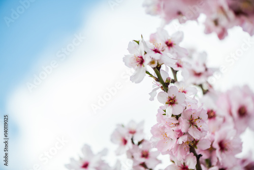 Spring bloom almond flowers © marcin jucha