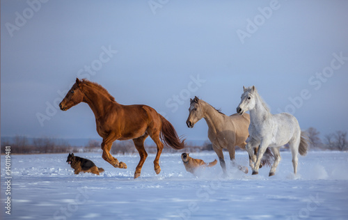 Fototapeta Naklejka Na Ścianę i Meble -  Herd of several horses with dogs run on snow on blue sky background