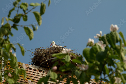 Stork on a roof at the ecomusee in Alsace photo