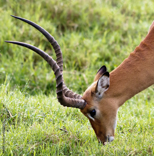 Gazelle male in Lake Nakuru - Kenya photo