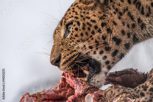 Fototapeta Naklejka Na Ścianę i Meble -  A very close photograph of a jaguar feeding on its prey 