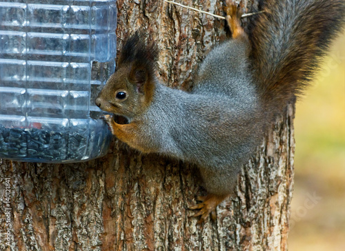 Photography The red squirrel sitting on a tree in a moscow park