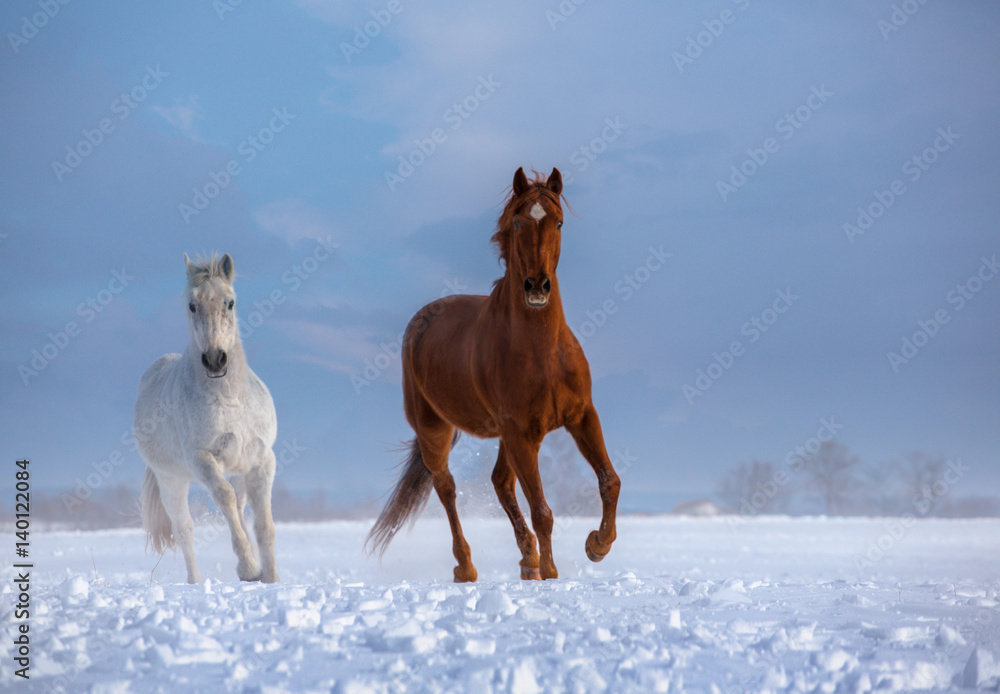 Red and white horses run on snow on blue sky background Red and white horses run on snow on blue sky background