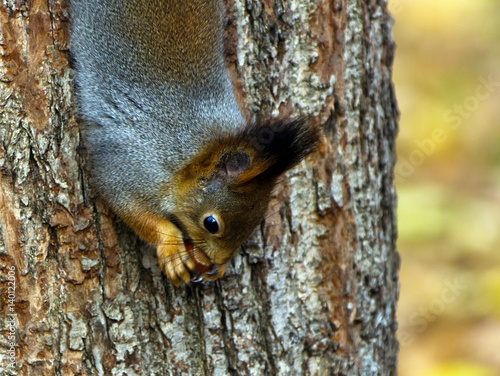 Photography The red squirrel sitting on a tree in a moscow park