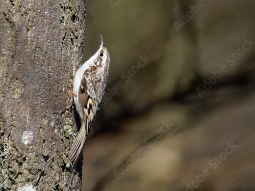Tree creeper - Certhia familiaris