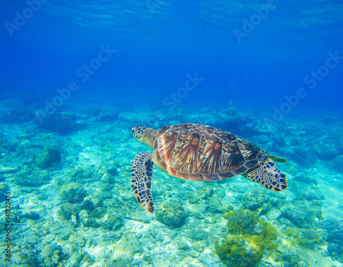 Wild sea turtle in water. Snorkeling in tropic lagoon. Oceanic animal in blue tropical sea. © Elya.Q