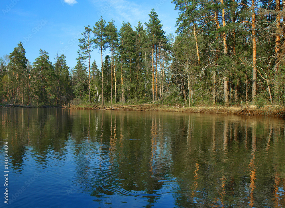 Сосновые леса на берегах реки Клязьма