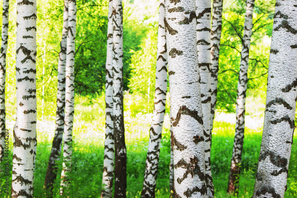 Obraz premium summer in sunny birch forest