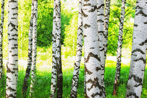 summer in sunny birch forest