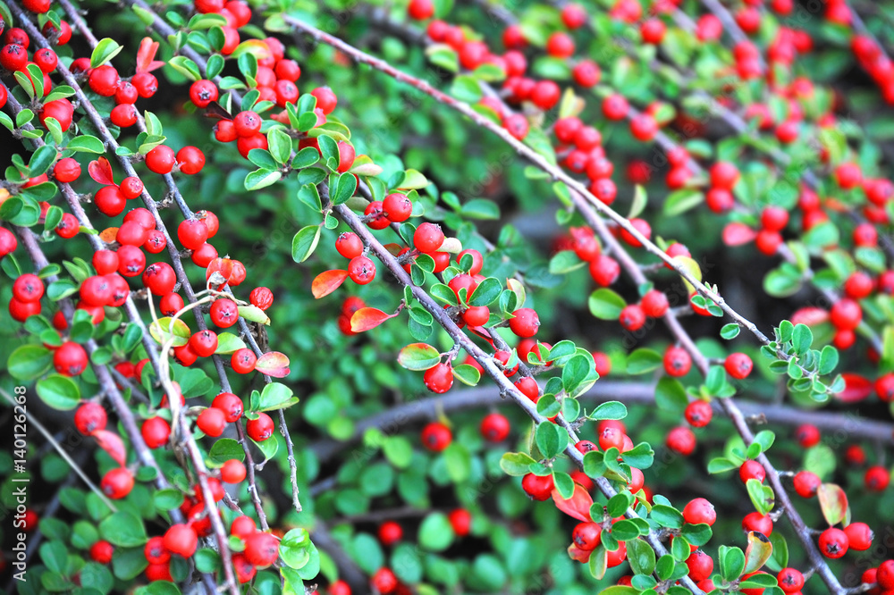 Obraz premium Cotoneaster horizontalis plant