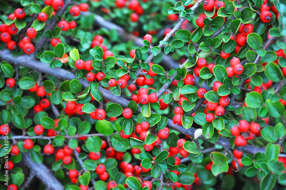 Obraz premium Cotoneaster horizontalis plant