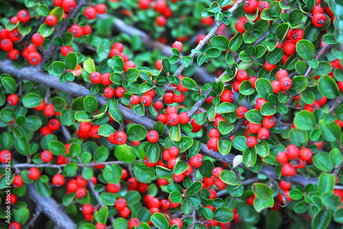 Cotoneaster horizontalis plant photo