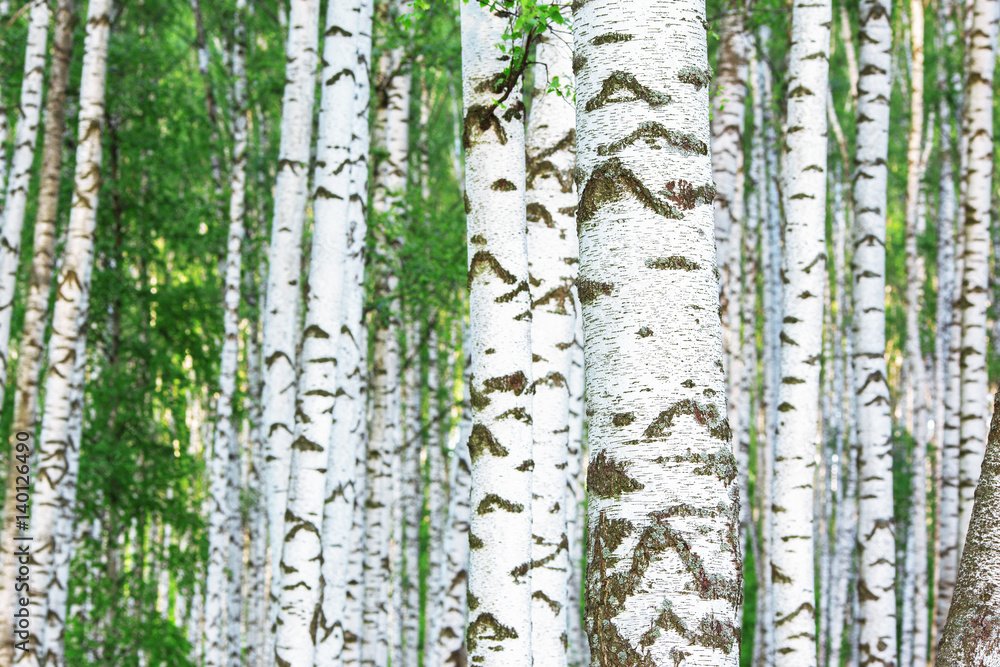 Obraz premium summer in sunny birch forest