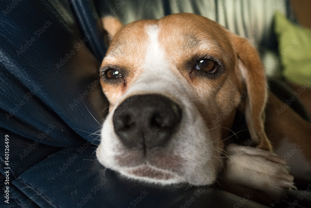 Beagle liegt auf dem Sofa