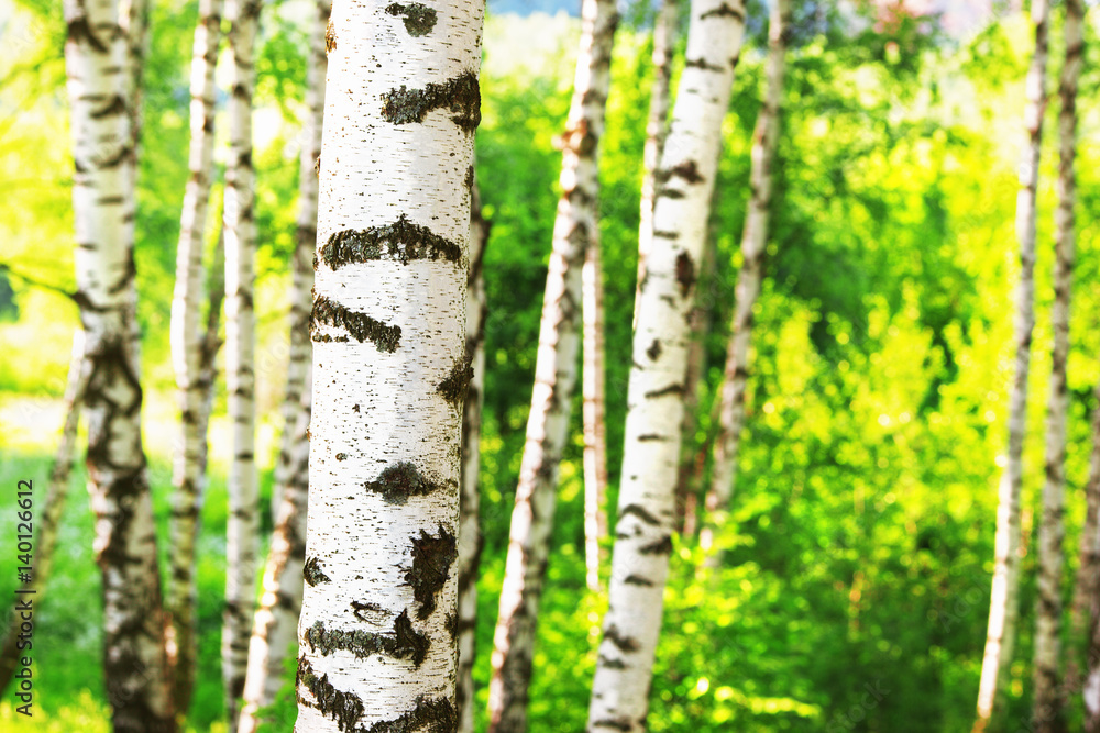 Obraz premium summer in sunny birch forest