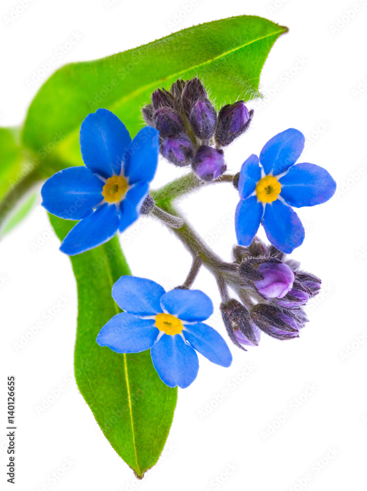 Fototapeta premium forget-me-not flowers isolated on white background 1:1 macro lens shots