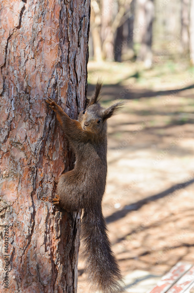 brown squirrel on the pine tree brown squirrel on the pine tree