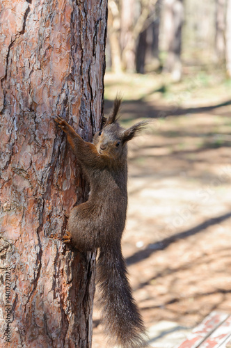 brown squirrel on the pine tree © kim