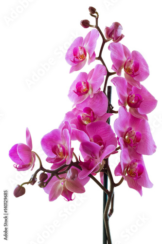 Fototapeta Naklejka Na Ścianę i Meble -  Pink flowers phalaenopsis orchid tropical plant. Isolated, white background.