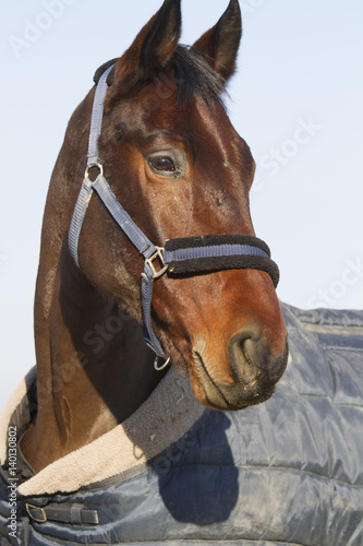  Purebred horse posing in the stable door on animal farm in blanket