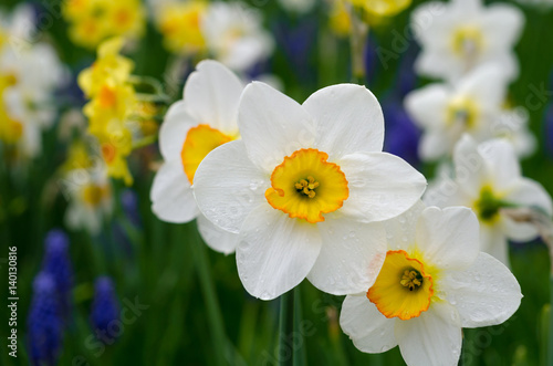Fototapeta Naklejka Na Ścianę i Meble -  White and yellow daffodils in a park