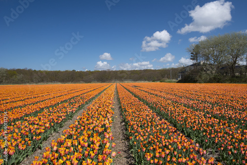 Tulip Culture, Netherlands