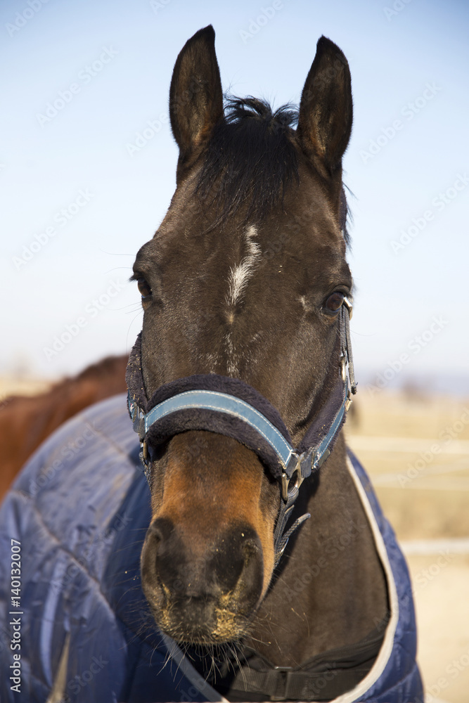 Obraz premium Head shot of a young purebred saddle horse in winter blankets