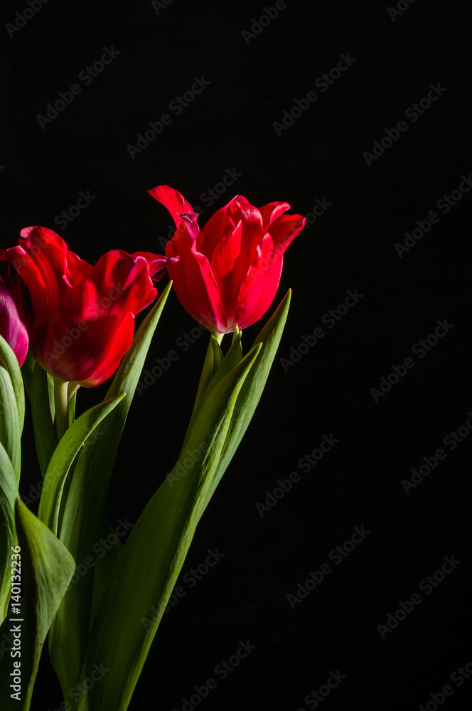 Red and scarlet tulips on a black background. Lots of space for text. Red and scarlet tulips on a black background. Lots of space for text.