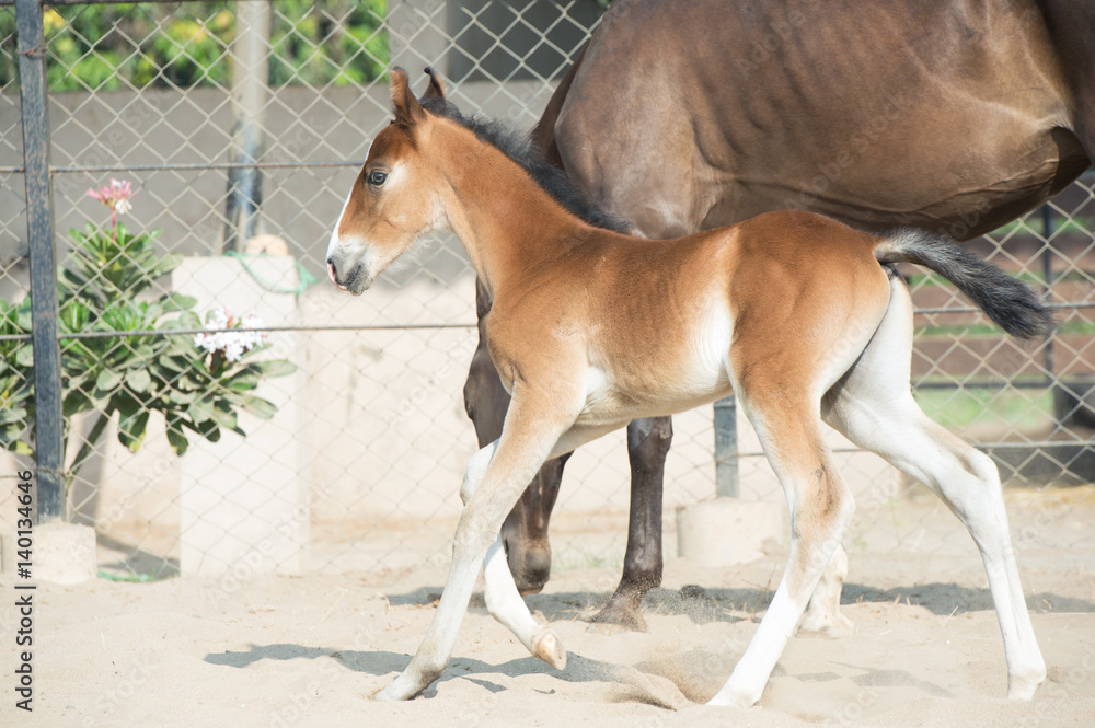 Fototapeta premium Running Marwari chestnut colt in paddock. India