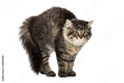 Fototapeta Naklejka Na Ścianę i Meble -  Katzenbuckel