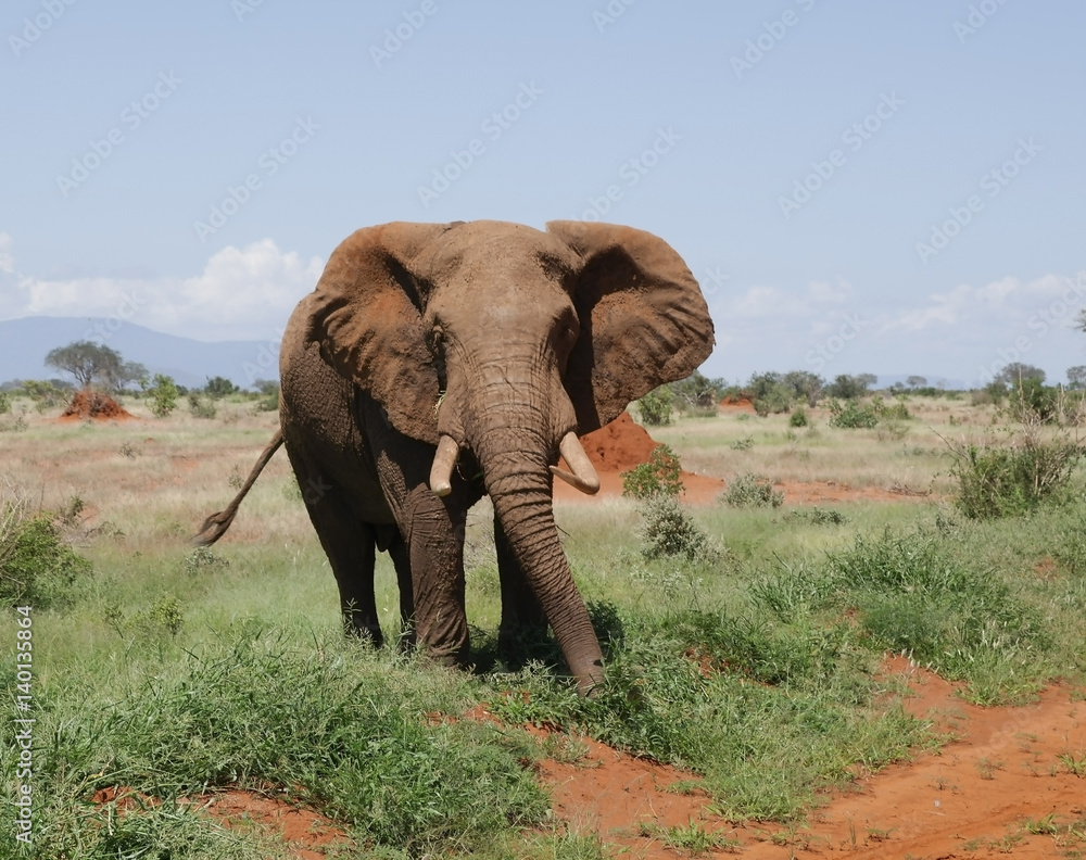 Obraz premium Słoń afrykański