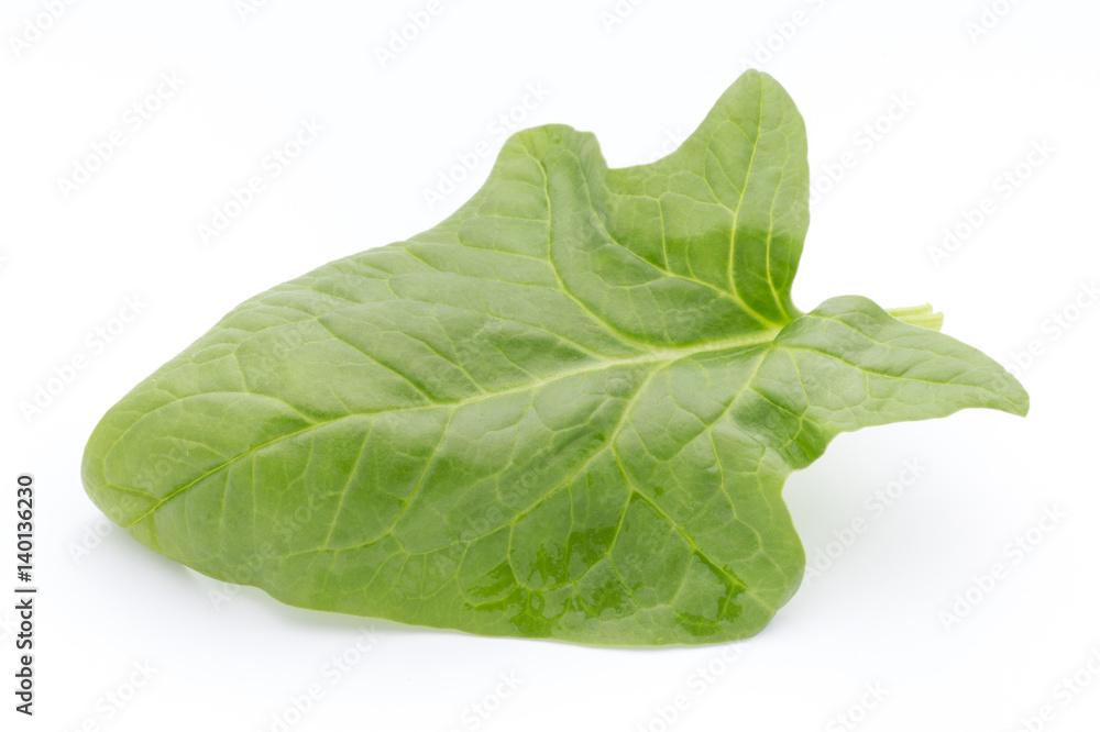 Fresh leaves of spinach on the white background. Fresh leaves of spinach on the white background.